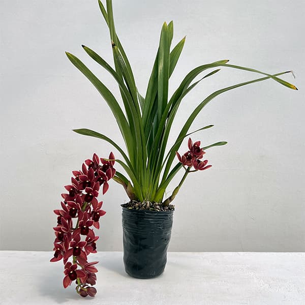 楽天市場】ニホンミツバチ誘引蘭 CYM ドロシーSフォアゴットン