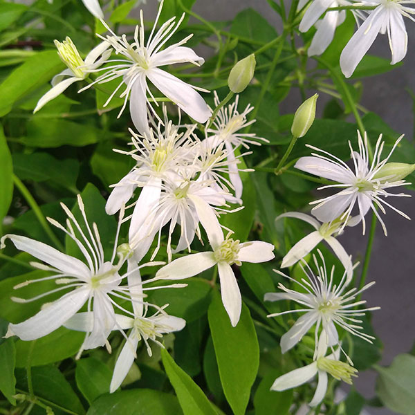 原種系クレマチス　ターニフローラ　挿し穂　4cm 4個 原種系クレマチスターニフローラ挿し穂4cm 4個