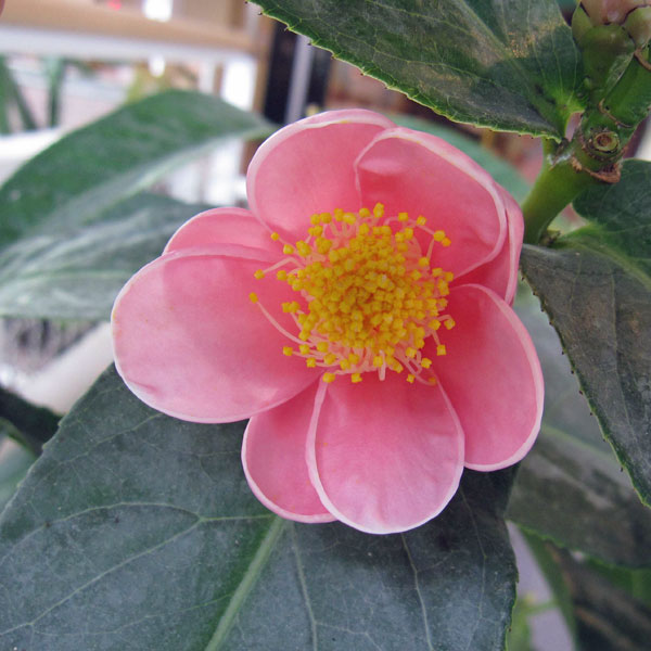 楽天市場】【現品発送】ベトナムツバキ ハイドゥン 白花 7号鉢植え