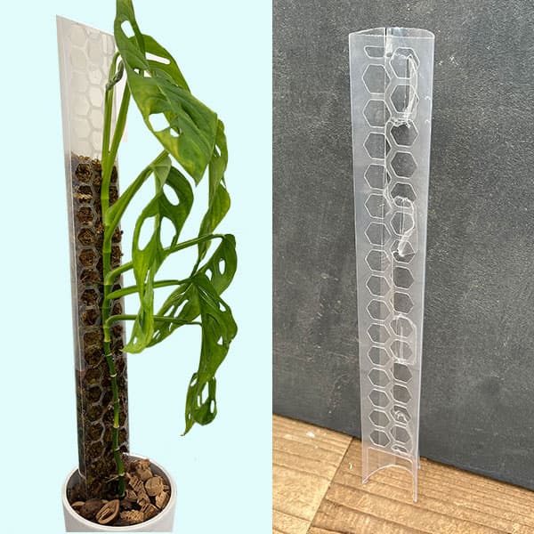 楽天市場】観葉植物 支柱 ハニカムモスポール フィロデンドロン