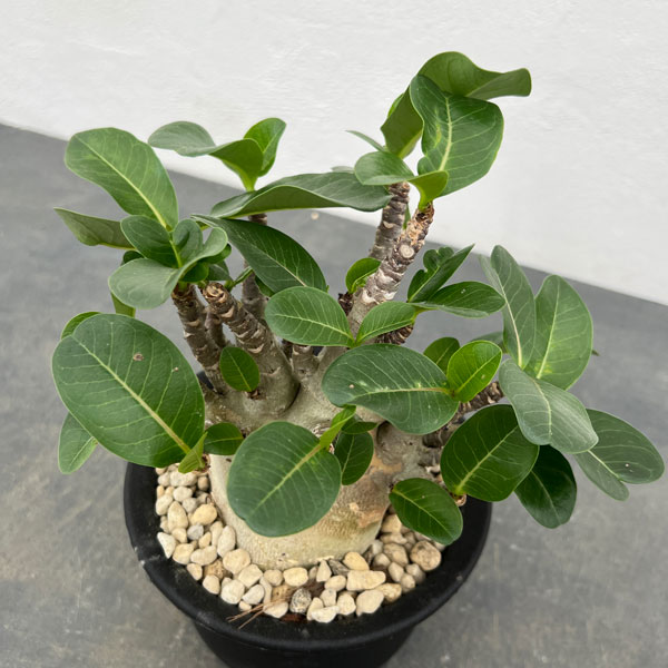 楽天市場】コーデックス アデニウム アラビカム 太幹タコ足 5号鉢