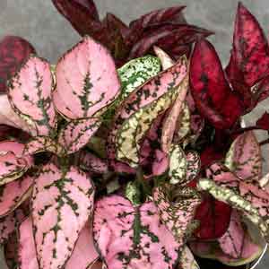 顕花植物の苗/[貨物輸送無料]ヒポエステスおまかせ多粒蒔き3号ポット28株書き割り