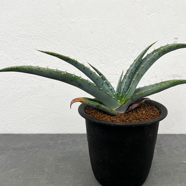 楽天市場】アロエ ストリアツラ 4号サイズ 苗 観葉植物 多肉植物