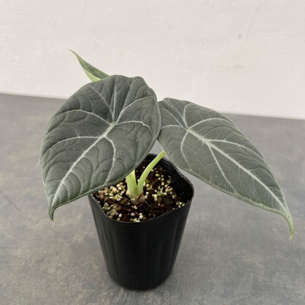 楽天市場】アロカシア キサントソーマ リンデニー 観葉植物