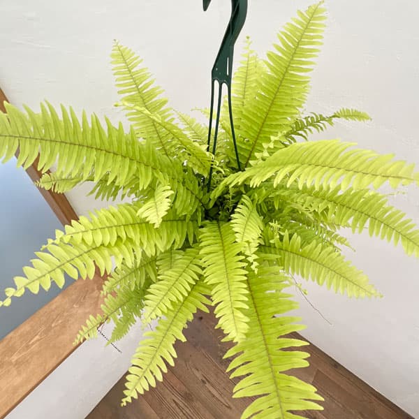 楽天市場】おしゃれ 観葉植物：ネフロレピス フィッシュテール*7