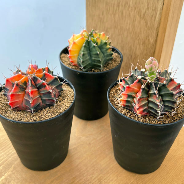 Q5レアカラー‼️ サボテン　ギムノカリキウム 54株 Q5レアカラー‼️ サボテン ギムノカリキウム 54株