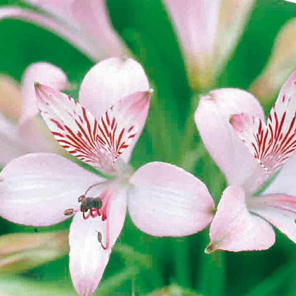 楽天市場】【芽出し球根】 【アルストロメリア】 リグツハイブリッド