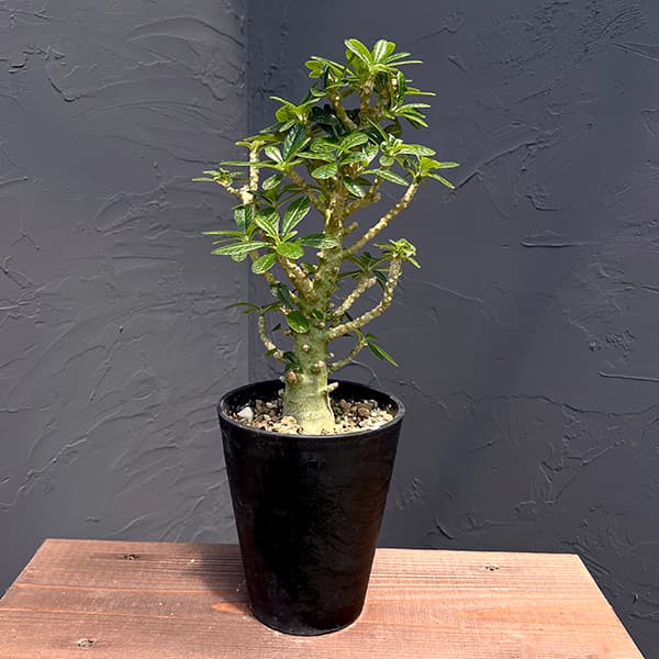 楽天市場】多肉植物 caドルステニア ギガス 実生苗 送料無料 多肉植物