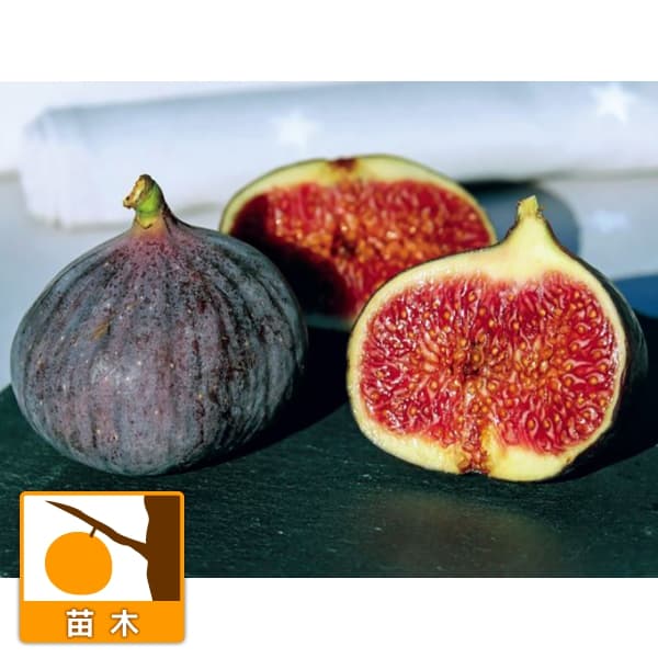 楽天市場】いちじく 苗木 ゴールドファイガー （イチジク