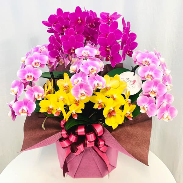 ミディコチョウラン：シェアオーキッド 花色ミックス8号7株寄せ｜園芸ネット プラス 19,041円