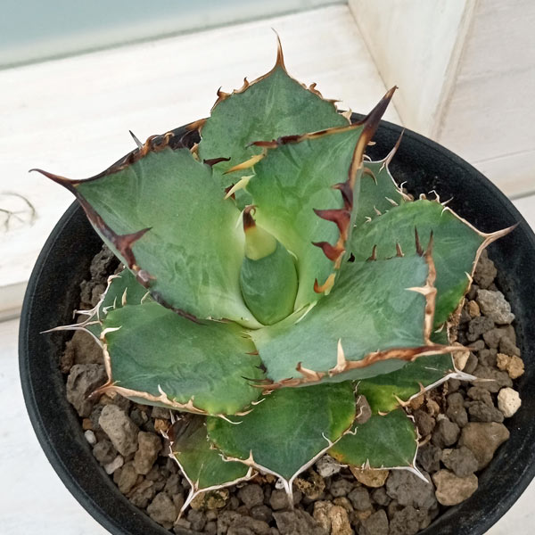 楽天市場】観葉植物/パキポディウム：グラキリス 綴化 3号鉢24-01