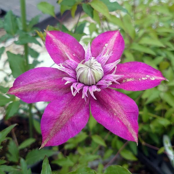 楽天市場】クレマチスの苗/クレマチス：フォーエバーフレンズ4号ポット