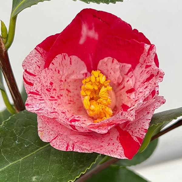 楽天市場】椿（ツバキ）蝦夷錦(エゾニシキ) 苗木 4号（d10） : 千草園芸