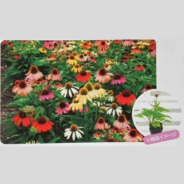 顕花植物の苗/[貨物輸送無料]エキナセアおまかせ花色入り合わせる3号ポット24株書き割り