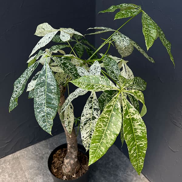 楽天市場】観葉植物 斑入りパキラ ミルキーウェイ 5号鉢 パキラ