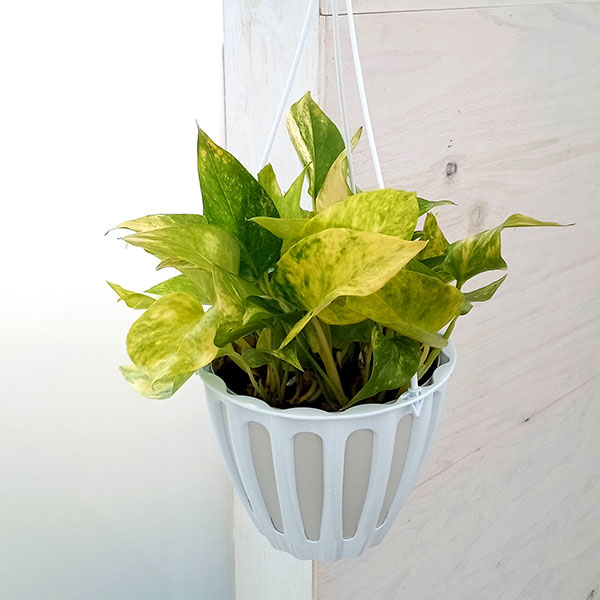 【観葉植物】ポトス　テルノシャングリラ　鉢ごと flower-net_z210519101