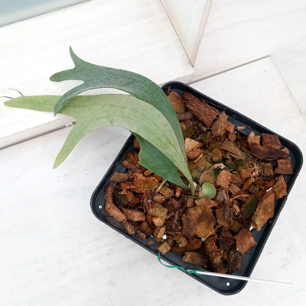 楽天市場】観葉植物/[ザ・ファームセレクト][送料無料