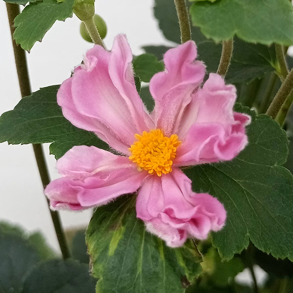 楽天市場】秋明菊（シュウメイギク）貴富音（キフネ） 4号苗 : 千草園芸