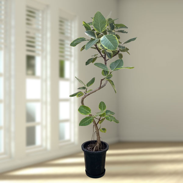 ❇︎フィカス☺︎アルテシマ朴仕立て7号プラ鉢付き❇︎ フィカス：アルテシマ（朴曲げ仕立て） 7号鉢植え の通販 | 園芸