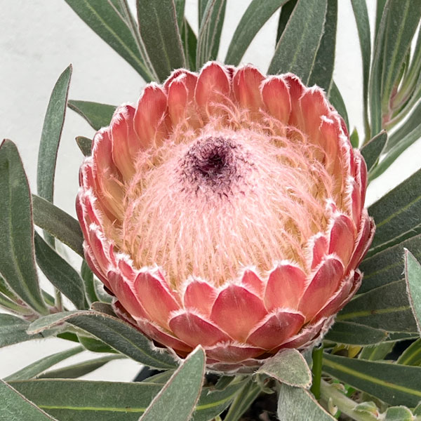 楽天市場】【マラソン☆ポイント5倍】プロテア スペシャルピンクアイス