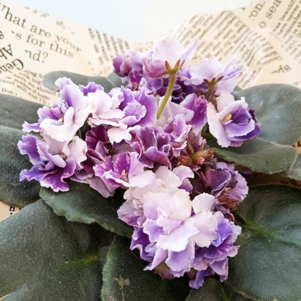 楽天市場】【予約販売】 セントポーリア サンセットキッス 3号鉢 普通