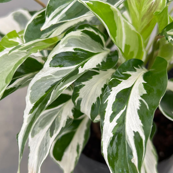 楽天市場】【お試し】 カラテア（エンペラー） 4号 白色 プラスチック