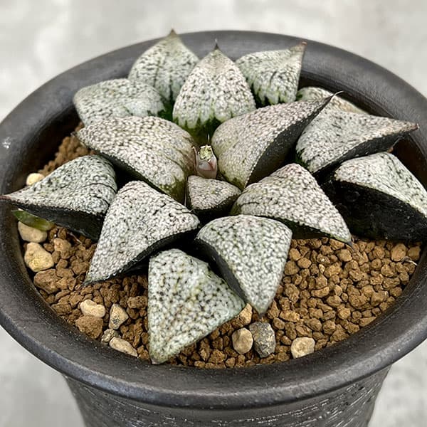 観葉植物/[棚卸セール]ハオルチア：JTC大型真っ白窓 Nパンドラ 3.5号鉢植え｜園芸ネット プラス