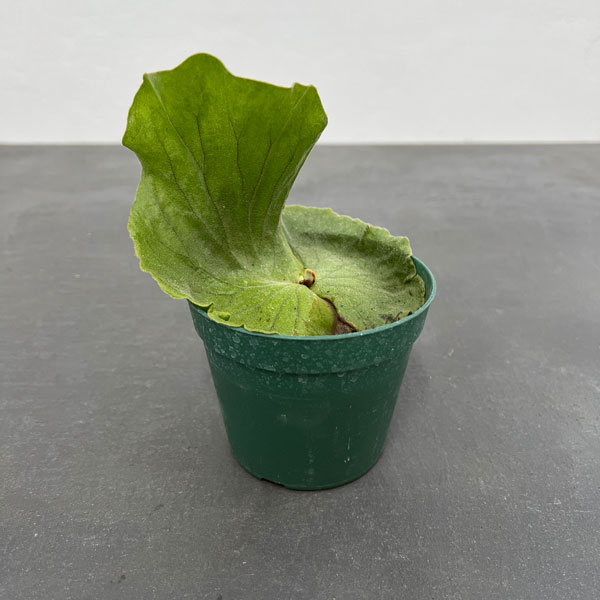 ビカクシダ　斑入り 斑入りビカクシダ！ 【platycerium alcicorne africa mutation