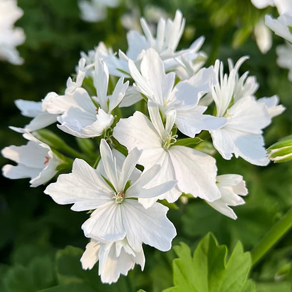 楽天市場】星咲きゼラニウム 苗 ゼラニューム 非耐寒性多年草 花芽付