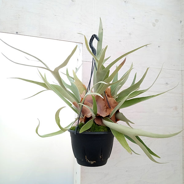 楽天市場】観葉植物/（わけあり特価）ビカクシダ（コウモリラン