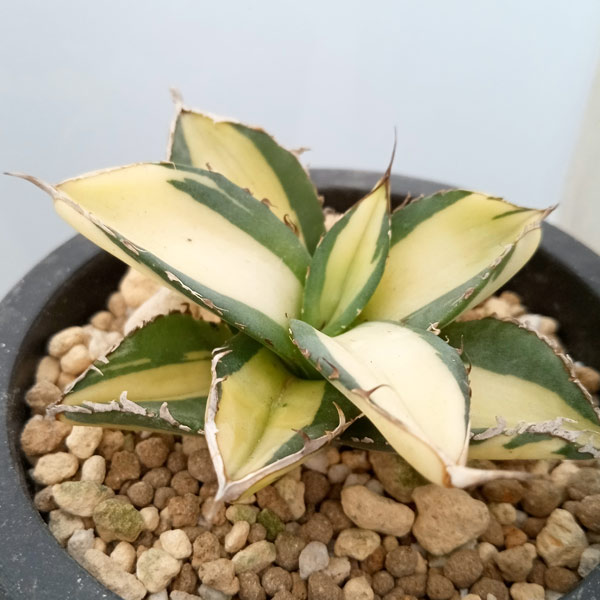 観葉植物/[棚卸セール]アガベ：チタノタ No.1 白中斑（発根済） 3号鉢植え23-02｜園芸ネット プラス