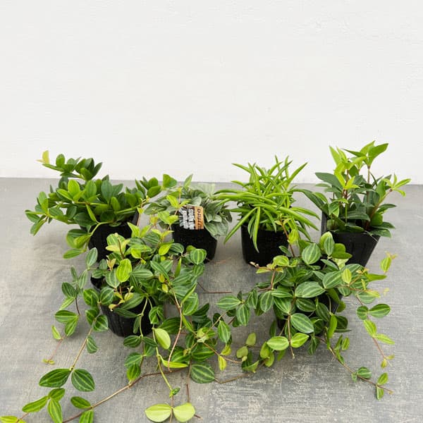 楽天市場】観葉植物ペペロミア・ホープをキュートなカラー陶器に植えて