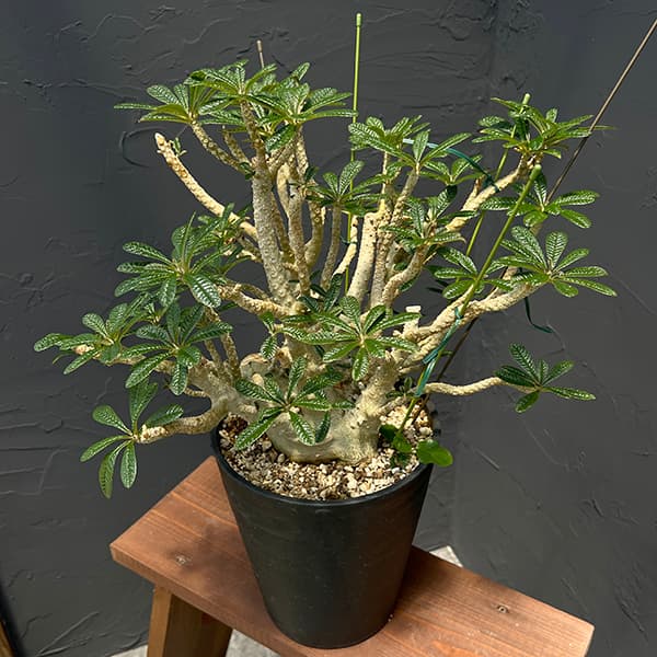 ドルステニア ギガス 実生 塊根植物 コーデックス P ドルステニア ギガス【23年5月実生株】 塊根植物 、コーデックス