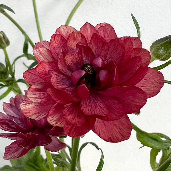 楽天市場】ラナンキュラス ランドセル サラセレネ ジャシンタ 3.5〜4号