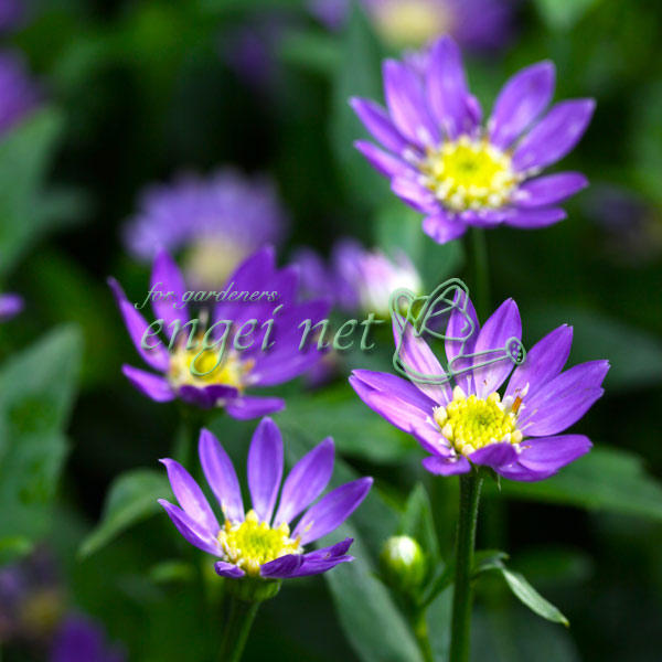 楽天市場】3種類から選べる☆ミヤコワスレ【都忘れ】「みのる紫