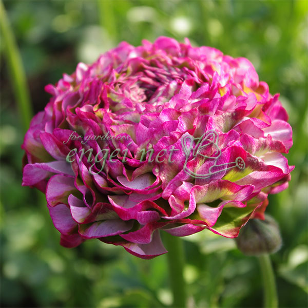 楽天市場】予約販売 ラナンキュラス ポンポンシリーズ 苗 ポンポン