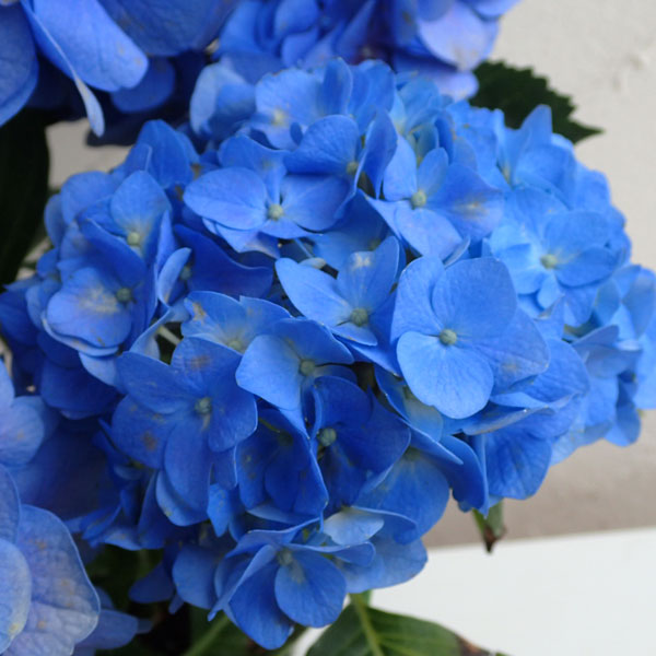 楽天市場】アジサイ（紫陽花・あじさい）ブラックダイアモンド ダーク