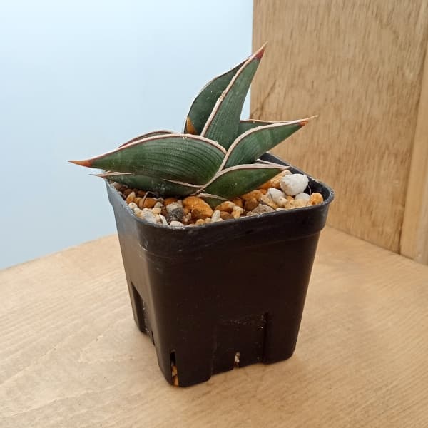 楽天市場】観葉植物/[送料無料]（わけあり特価）サンセベリア