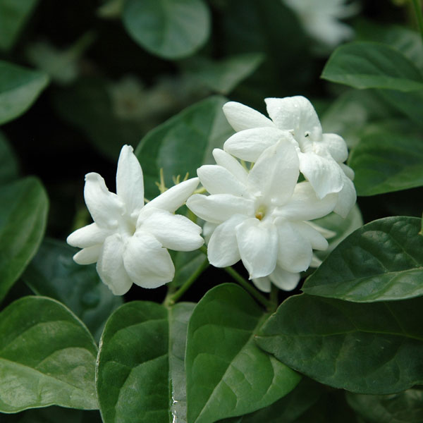 顕花植物の苗/[貨物輸送無料]ジャスミン：ピカケ（マツリカ・サンバク）3号ポット 12株書き割り