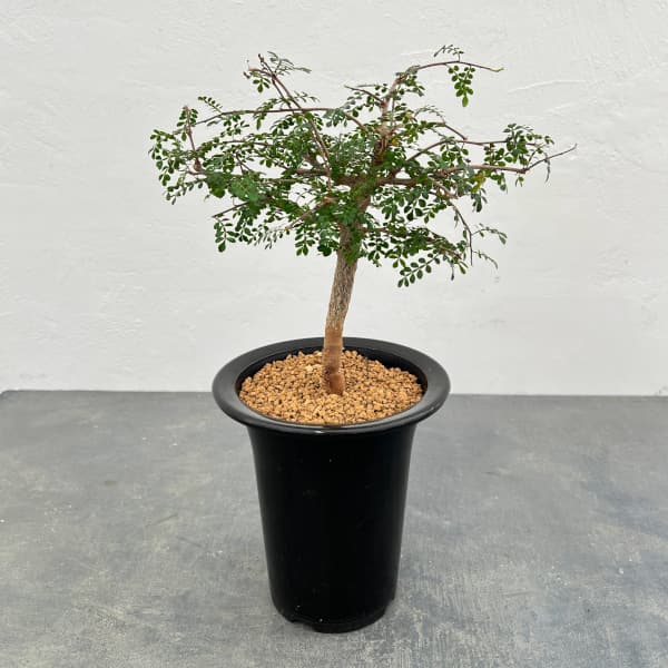 楽天市場】[ オペルクリカリア フィファエノイデス Mサイズ @24000