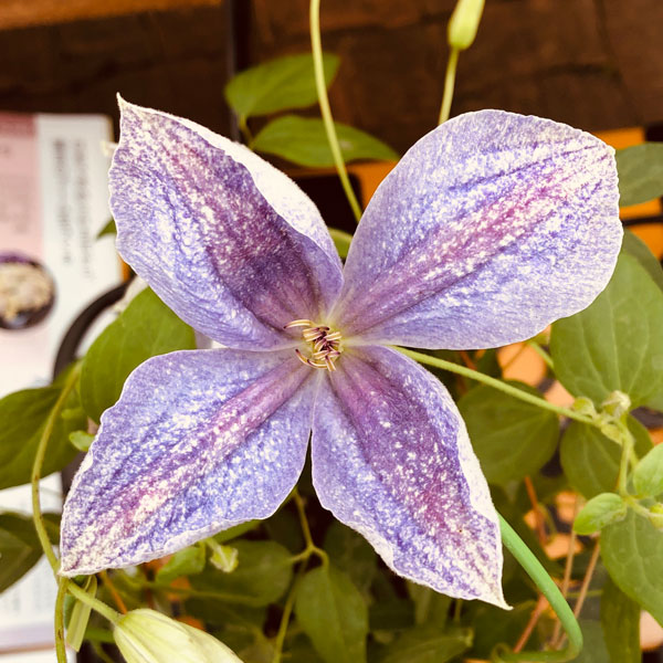 楽天市場】クレマチスの苗/クレマチス：フォーエバーフレンズ4号ポット