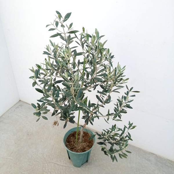 楽天市場】花木 庭木の苗/オリーブ：カロレア 8号鉢植え : 園芸