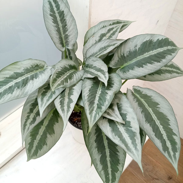 楽天市場】観葉植物 スキスマトグロッティス ワリシー 4号鉢 観葉植物