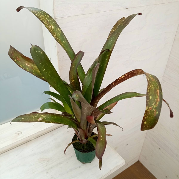 楽天市場】ビルベルギア スモークスタック 5号鉢 ブロメリア 観葉植物