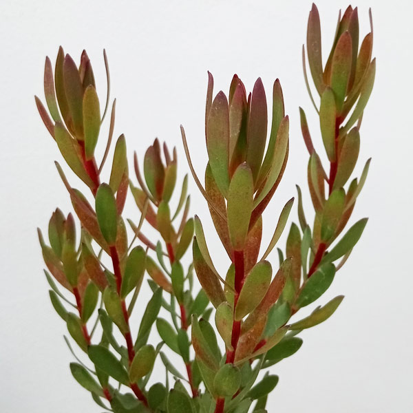 楽天市場】花木 庭木の苗/リューカデンドロン：チェーキー 7号鉢植え