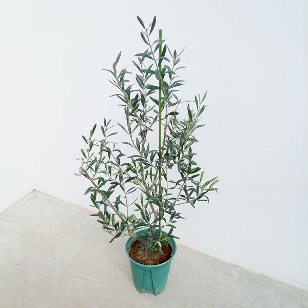 楽天市場】花木 庭木の苗/オリーブ：カロレア 8号鉢植え : 園芸ネット