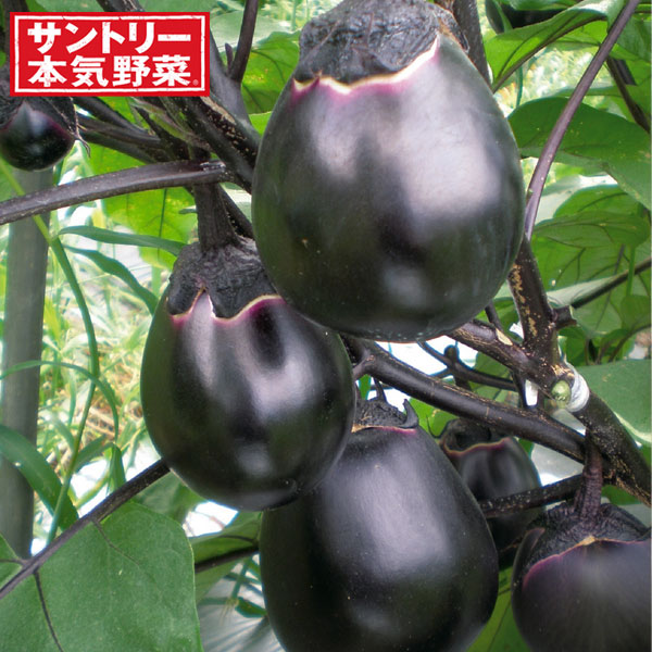 蔬菜の苗/[貨物輸送無料]茄子（丸なす）：とろとろ炒め茄子自根苗3号ポット 24株書き割り