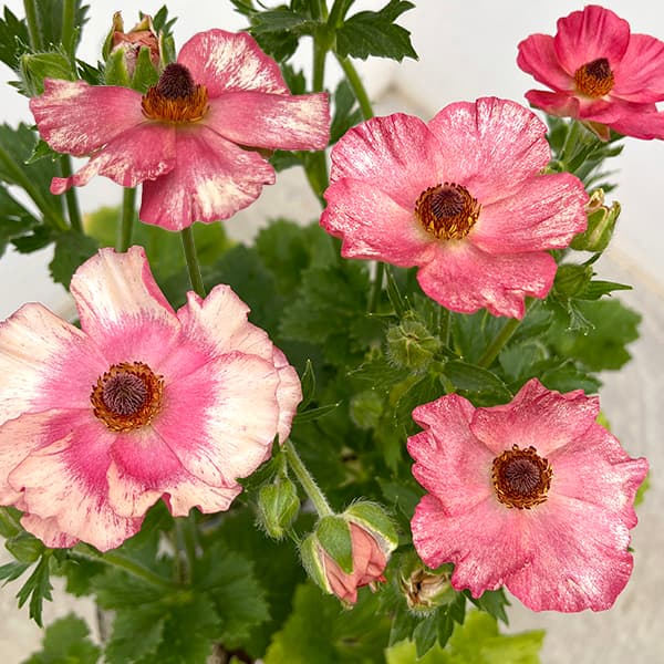 楽天市場】ラナンキュラス ランドセル サラセレネ エヴァンジェリン 3