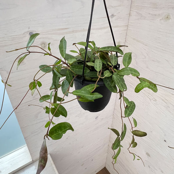 特大 ホヤ hoya マキシマ 8号鉢 特大 ホヤ hoya マキシマ 8号鉢