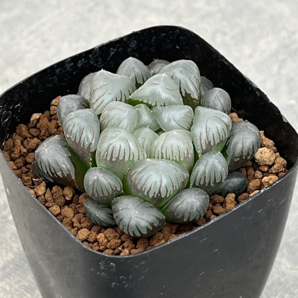 楽天市場】観葉植物/バオバブ：アダンソニア ザー バリエガータ